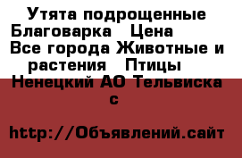 Утята подрощенные Благоварка › Цена ­ 100 - Все города Животные и растения » Птицы   . Ненецкий АО,Тельвиска с.